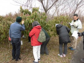 葉痕の観察（ユズリハ）