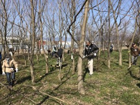 落葉樹林地の間伐・枝落とし作業