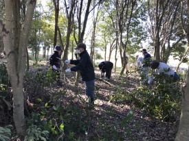 常緑樹林地の間伐・枝落とし作業