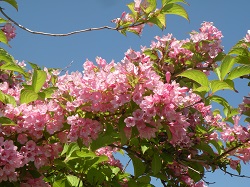 5月の 森 の様子 センダン 栴檀 センダン科 ウツギ 空木 ユキノシタ科 卯の花の匂う垣根に と歌われ よい香りがします 密もよくだすので昆虫もたくさん集まってきます つどいゾーン ふれあいゾーン 里の森ゾーン タニウツギ 谷空木