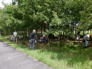 枝打ち、間伐作業中。暑い中おつかれさまです！