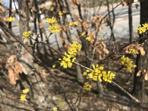 サンシュユの花