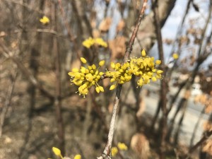 サンシュユの花