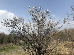 出会いのゾーンのウメの花