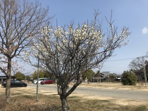 ふれあいゾーンのウメの花