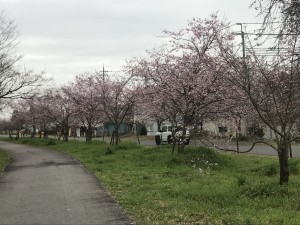 里の森ゾーンの四季桜