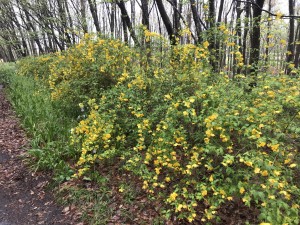 ヤマブキの花