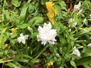 シャガの花