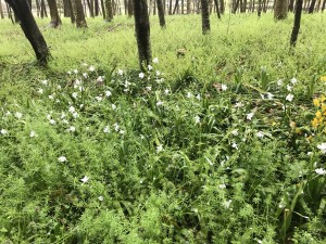 シャガの花