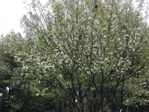 白いブラシ状の満開の花