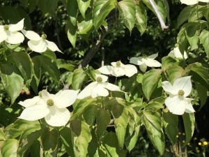 白い花が満開です