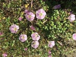 ハマヒルガオの淡紅色の花