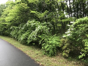 園路沿いに咲くウツギの花