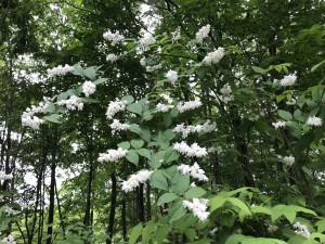 葉は左右に対象(対生)です