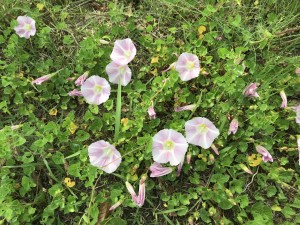 ハマヒルガオの可憐な花