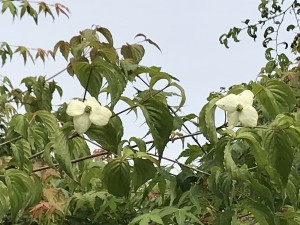 ヤマボウシの白い花