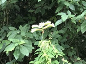 緑白色の花を咲かすウバユリ