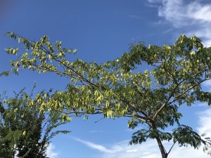 ネムノキ