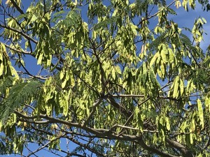 たわわに実ったネムノキの実