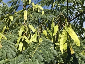 豆状の実がたわわ