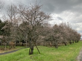 市道沿いの四季桜