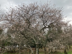 枝一杯に花を咲かせる四季桜