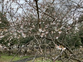 五分咲き程度の四季桜