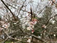 可憐で綺麗な四季桜の花