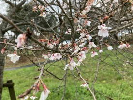 四季桜の花、満開が楽しみ！